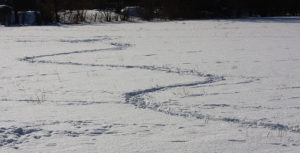 Spur im Schnee